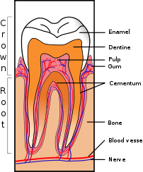 Sagittal section of a tooth Sagittal section of a tooth